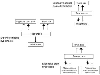 Counting the costs of expensive tissues: mating system, brain size, and IGF-1 affect the ecological costs of transport in mammals